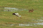 Storch, Hornstorf