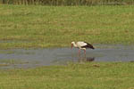 Storch, Hornstorf