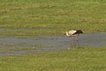 Storch, Hornstorf
