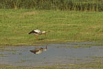 Storch, Hornstorf