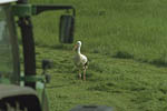 Storch, Hornstorf