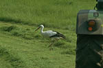 Storch, Hornstorf