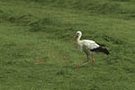 Storch, Hornstorf
