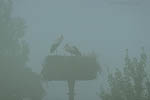 Storch, Hornstorf