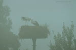 Storch, Hornstorf