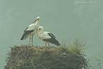 Storch, Hornstorf