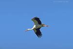 Storch, Hornstorf