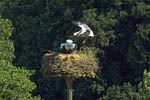Storch, Hornstorf