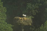 Storch, Hornstorf