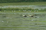 Storch, Hornstorf