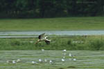 Storch, Hornstorf