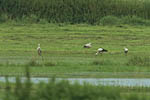 Storch, Hornstorf