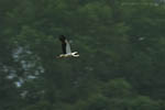 Storch, Hornstorf