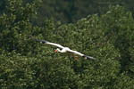 Storch, Hornstorf